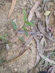 Persicaria japonica