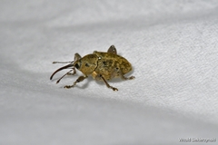 Curculio pellitus
