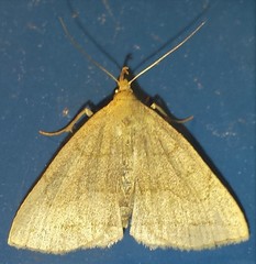 Zanclognatha pedipilalis