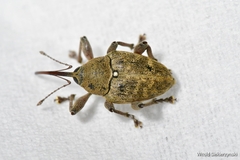 Curculio pellitus