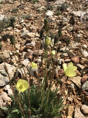 Papaver radicatum kluanense