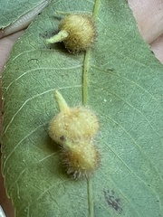 Caryomyia ansericollum