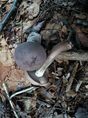 Tylopilus violatinctus