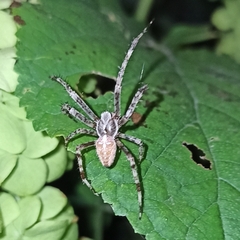Araneus diadematus