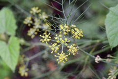 Prionosciadium nelsonii