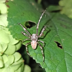 Araneus diadematus