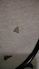 Udea alpinalis