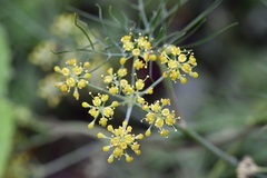 Prionosciadium nelsonii