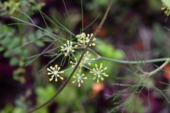 Prionosciadium nelsonii
