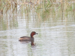 Tachybaptus ruficollis