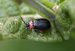 Asphaera abdominalis