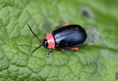 Asphaera abdominalis