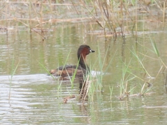 Tachybaptus ruficollis
