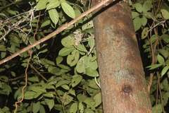 Cyrtodactylus baluensis