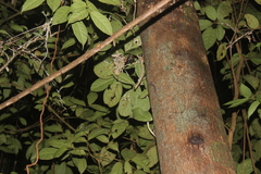 Cyrtodactylus baluensis