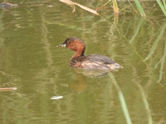 Tachybaptus ruficollis