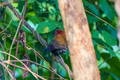 Hypargos niveoguttatus