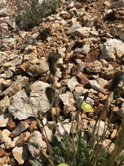 Papaver radicatum kluanense