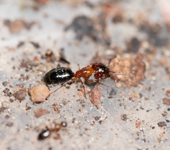 Camponotus essigi