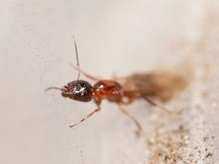 Camponotus essigi