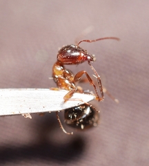 Camponotus essigi