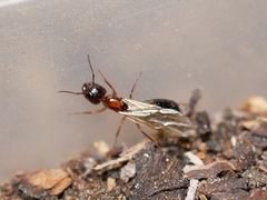 Camponotus essigi