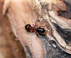 Camponotus essigi