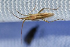 Stenodema trispinosum