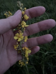 Verbascum lychnitis