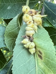 Caryomyia ansericollum