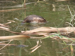 Tachybaptus ruficollis