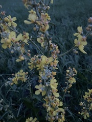 Verbascum lychnitis