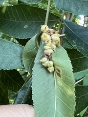 Caryomyia ansericollum