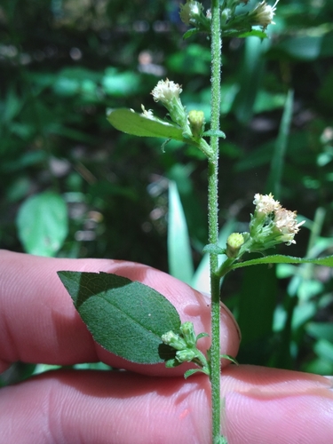 Image of Brintonia discoidea by (c) Scott Ward, some rights reserved (CC BY)