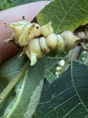 Caryomyia ansericollum