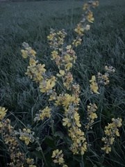 Verbascum lychnitis