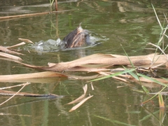 Tachybaptus ruficollis