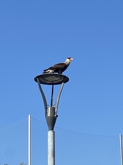 Caracara plancus