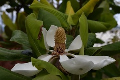 Magnolia sharpii