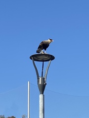 Caracara plancus