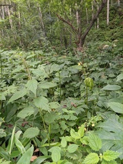Cardiocrinum cordatum