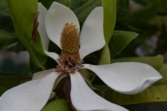 Magnolia sharpii