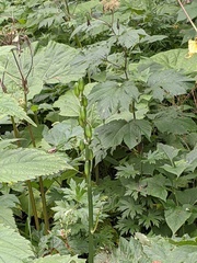 Cardiocrinum cordatum