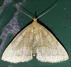 Zanclognatha pedipilalis