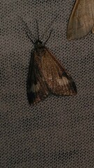 Udea alpinalis