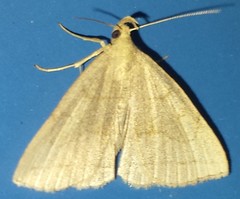Zanclognatha pedipilalis