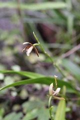 Prosthechea livida