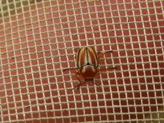 Cryptocephalus obsoletus