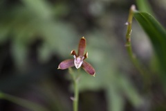 Prosthechea livida