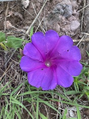 Ipomoea noctulifolia
